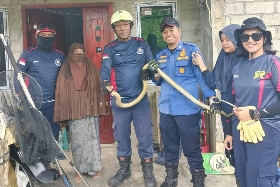 Ular King Cobra Sepanjang 2 Meter Dievakuasi dari Ruang Tamu Warga di Bintan Utara