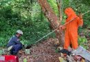 Damkar Eksekusi Sarang Lebah Madu di Kuala Sempang