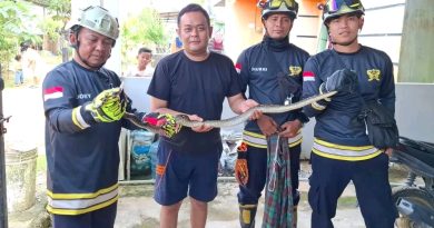 Damkar Tanjunguban Evakuasi Ular Sawah di Perumahan Permata Gading