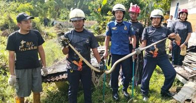 Damkar Bintan Evakuasi Ular Phyton Sepanjang 2 Meter di Tanjung Uban