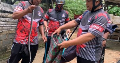 Damkar Bintan Evakuasi Ular Cobra di Tanjung Uban Selatan