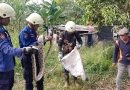 Evakuasi Ular Piton Sepanjang 4 Meter di Perum Taman Surya