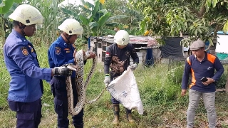 Evakuasi Ular Piton Sepanjang 4 Meter di Perum Taman Surya