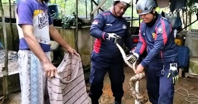 Damkar Bintan Evakuasi Ular Sawa 3 Meter di Tanjung Uban Selatan