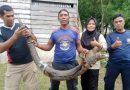 Damkar Lingga Evakuasi Biawak Besar yang Masuk ke Rumah Warga di Pasir Kuning