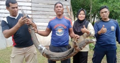 Damkar Lingga Evakuasi Biawak Besar yang Masuk ke Rumah Warga di Pasir Kuning