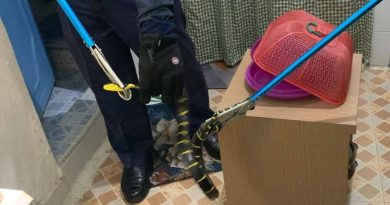 Damkar Bintan Evakuasi Ular Cincin Emas di Perum Bata Mas