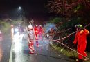 Pohon Tumbang Timpa Pengendara di Jl. Manggar, Ropindo: “Semua Terjadi Sangat Cepat”
