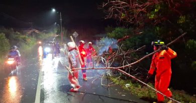 Pohon Tumbang Timpa Pengendara di Jl. Manggar, Ropindo: “Semua Terjadi Sangat Cepat”