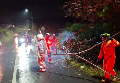 Pohon Tumbang Timpa Pengendara di Jl. Manggar, Ropindo: “Semua Terjadi Sangat Cepat”