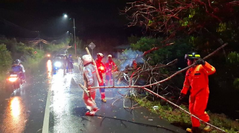 Pohon Tumbang Timpa Pengendara di Jl. Manggar, Ropindo: “Semua Terjadi Sangat Cepat”
