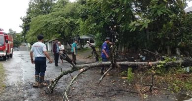 Damkar Lingga Sigap Evakuasi Pohon Tumbang di Depan SDN 02 Sungai Lumpur