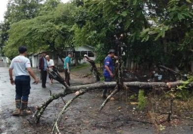Damkar Lingga Sigap Evakuasi Pohon Tumbang di Depan SDN 02 Sungai Lumpur