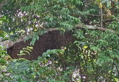Lebah Madu Serang Warga, Damkar Tanjung Uban Lakukan Eksekusi Sarang di Jalan Berdikari