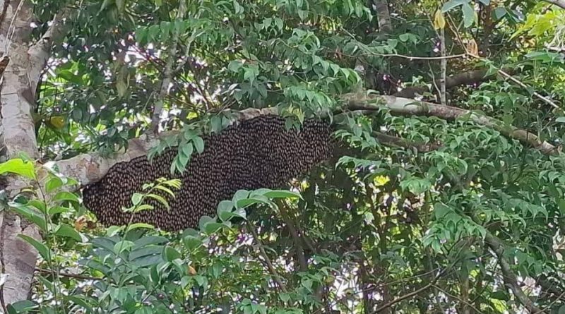 Lebah Madu Serang Warga, Damkar Tanjung Uban Lakukan Eksekusi Sarang di Jalan Berdikari