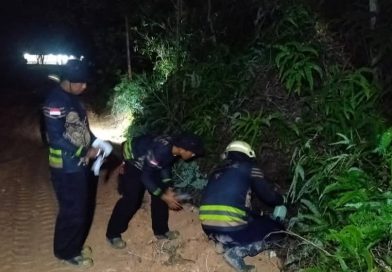 Damkar Tanjung Uban Evakuasi Sarang Tawon Vespa di Permukiman, Warga Lega Setelah Aksi Cepat Petugas