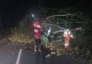 Pohon Tumbang Tutup Akses Jalan Utama di Sebong Pereh, Damkar Teluk Sebong Bergerak Cepat