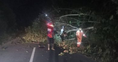 Pohon Tumbang Tutup Akses Jalan Utama di Sebong Pereh, Damkar Teluk Sebong Bergerak Cepat