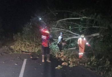 Pohon Tumbang Tutup Akses Jalan Utama di Sebong Pereh, Damkar Teluk Sebong Bergerak Cepat