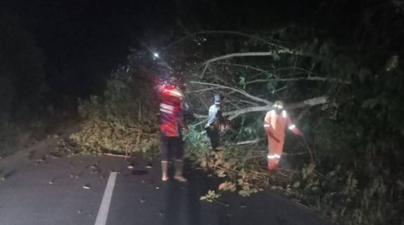 Pohon Tumbang Tutup Akses Jalan Utama di Sebong Pereh, Damkar Teluk Sebong Bergerak Cepat