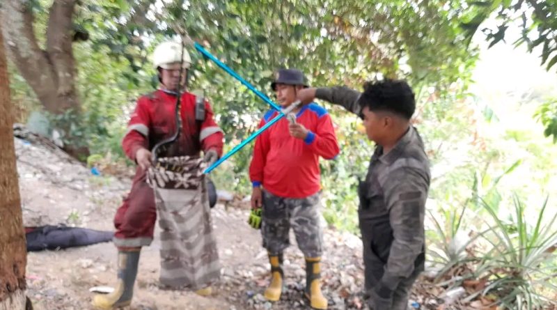 Ular Cincin Emas Sepanjang 1,5 Meter Dievakuasi dari Pohon Mangga di Griya Bima Kencana