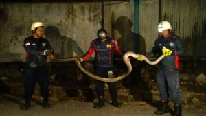 Ular Sawah Sepanjang 3 Meter Gegerkan Warga Tanjung Uban, Damkar Gerak Cepat Lakukan Evakuasi