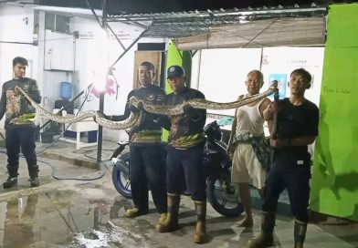 Ular Piton 4 Meter Masuk Plafon Rumah Warga Tanjung Uban, Damkar Bergerak Cepat Lakukan Evakuasi