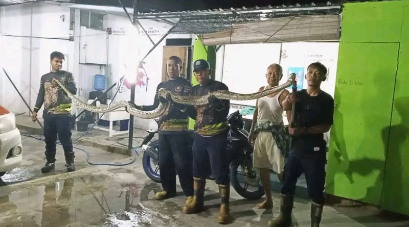 Ular Piton 4 Meter Masuk Plafon Rumah Warga Tanjung Uban, Damkar Bergerak Cepat Lakukan Evakuasi