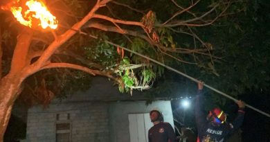 Damkar Tanjung Uban Evakuasi Sarang Tawon Vespa di Sebong Pereh, Warga Resah