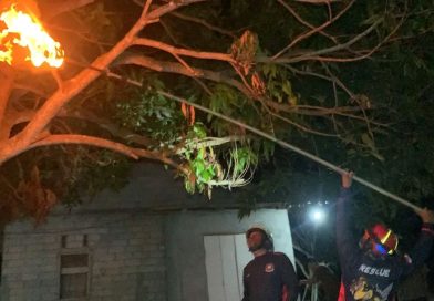 Damkar Tanjung Uban Evakuasi Sarang Tawon Vespa di Sebong Pereh, Warga Resah