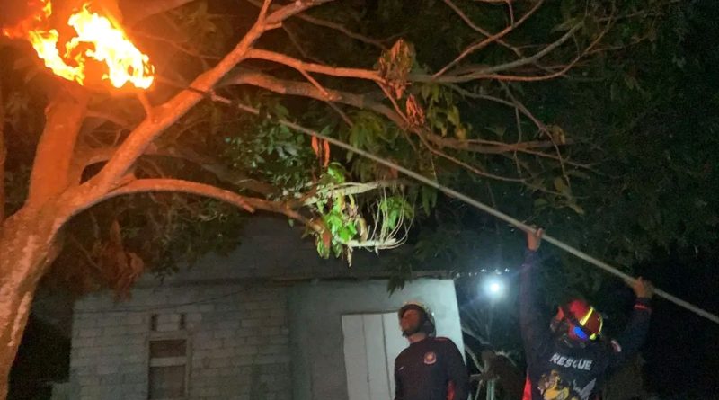 Damkar Tanjung Uban Evakuasi Sarang Tawon Vespa di Sebong Pereh, Warga Resah