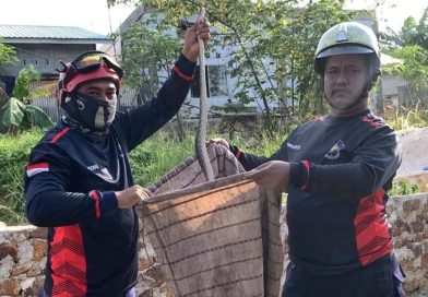 Evakuasi Ular Piton di Sumur Warga Tanjung Uban, Damkar Bertindak Cepat