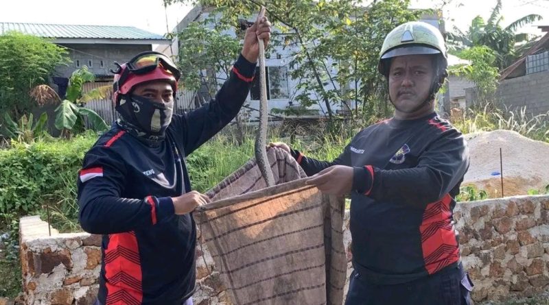 Evakuasi Ular Piton di Sumur Warga Tanjung Uban, Damkar Bertindak Cepat
