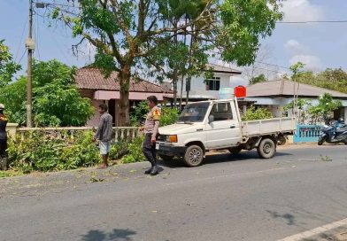 Pohon Mangga Tumbang Tutupi Jalan di Tanjung Uban, Warga Lapor Cepat, Petugas Sigap Evakuasi