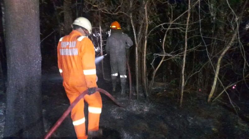 Kebakaran Lahan Terjadi di Tanjung Uban Utara, Warga Bergerak Cepat Lakukan Pemadaman