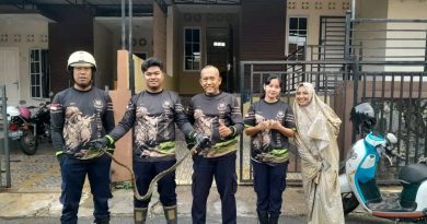 Ular Sawah 1,5 Meter Gegerkan Warga Citra Onyx, Damkar Gerak Cepat Evakuasi