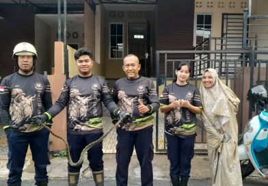 Ular Sawah 1,5 Meter Gegerkan Warga Citra Onyx, Damkar Gerak Cepat Evakuasi
