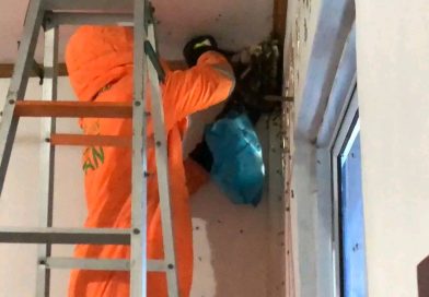 Kepsek Lapor, Damkar Evakuasi Sarang Lebah di Ruang UKS SDN 006 Lobam