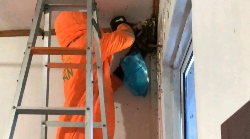 Kepsek Lapor, Damkar Evakuasi Sarang Lebah di Ruang UKS SDN 006 Lobam