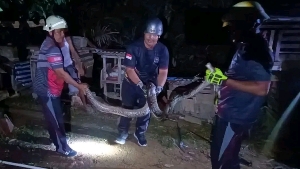 Ular Piton 3 Meter Masuk Kandang Ayam, Damkar Tanjung Uban Bergerak Cepat