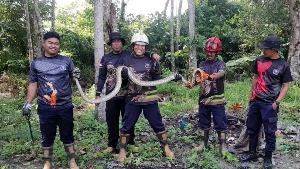 Ular Piton 2,5 Meter Dievakuasi dari Kandang Ayam Warga Tanjung Uban