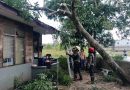 Respons Cepat, Damkar Tanjung Uban Evakuasi Pohon Tumbang Timpa Rumah Warga