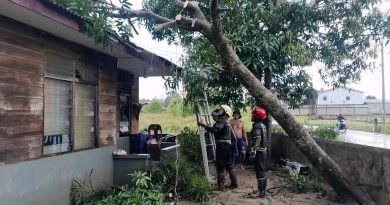 Respons Cepat, Damkar Tanjung Uban Evakuasi Pohon Tumbang Timpa Rumah Warga