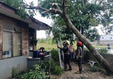 Respons Cepat, Damkar Tanjung Uban Evakuasi Pohon Tumbang Timpa Rumah Warga