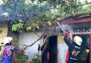 Pohon Tumbang Hantam Rumah Warga di Tanjung Uban, Damkar Bergerak Cepat