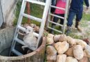 Damkar Lingga Evakuasi Anjing Terjatuh ke Sumur di Daik