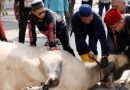 Pemko Batam Salurkan 66 Hewan Kurban, Distribusi hingga ke Wilayah Hinterland
