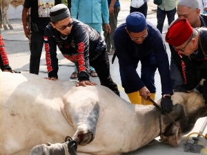 Pemko Batam Salurkan 66 Hewan Kurban, Distribusi hingga ke Wilayah Hinterland