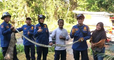 Ular Sanca 1,5 Meter Terjerat di Kandang Ayam, Damkar Tanjung Uban Bergerak Cepat