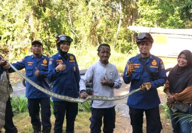 Ular Sanca 1,5 Meter Terjerat di Kandang Ayam, Damkar Tanjung Uban Bergerak Cepat